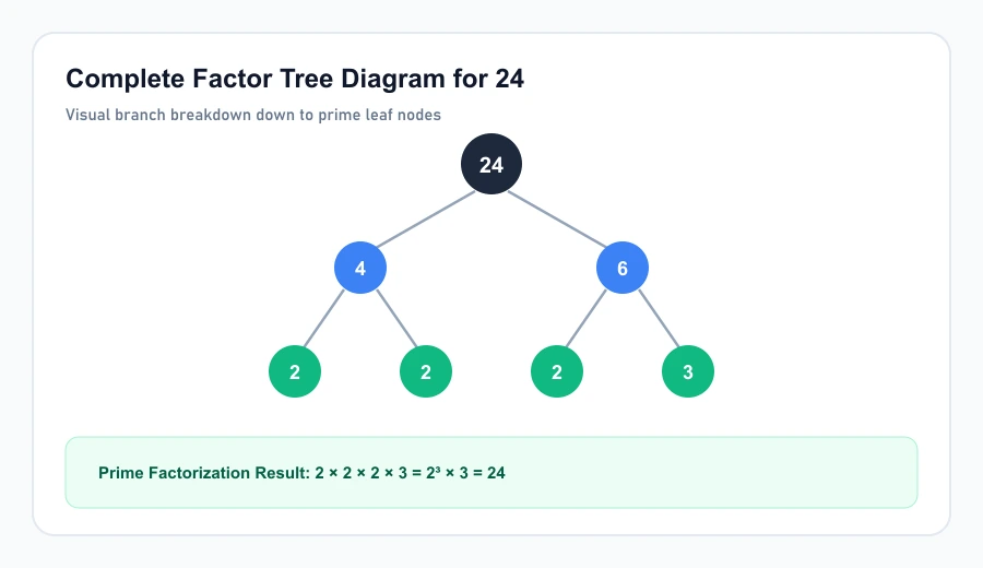 Step by step factor tree branching diagram splitting twenty four down into prime numbers